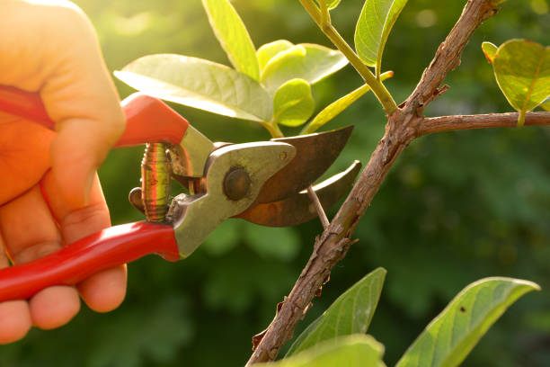 Best Tree Risk Assessment  in Filer, ID